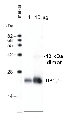 western blot using anti-TIP1;1 antibodies 